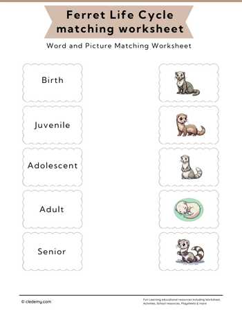 Ferret Life Cycle Word and Picture Matching