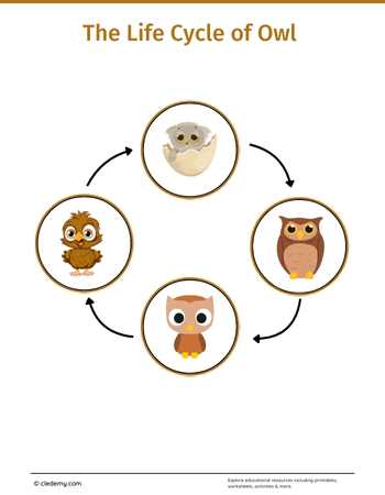 The Life Cycle of an Owl: Learn and Write