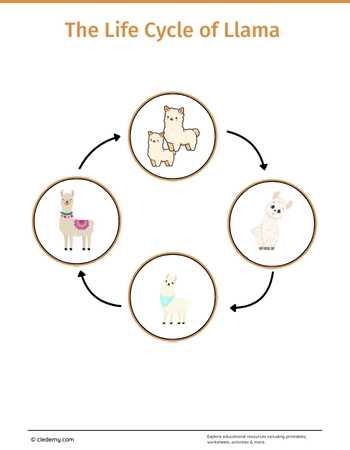 The Life Cycle of an Llama: Learn and Write
