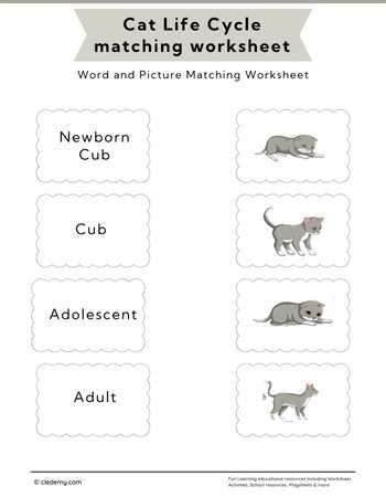 Cat Life Cycle Word and Picture Matching