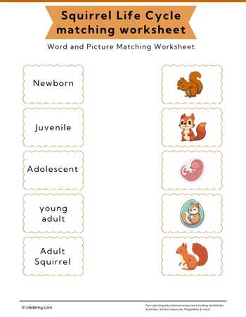 Squirrel Life Cycle Word and Picture Matching