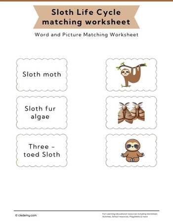 Sloth Life Cycle Word and Picture Matching