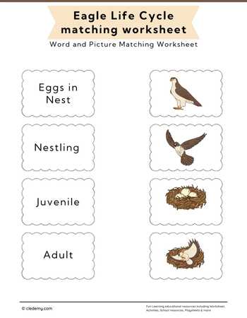 Eagle Life Cycle Word and Picture Matching