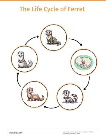 The Life Cycle of a Ferret: Learn and Write
