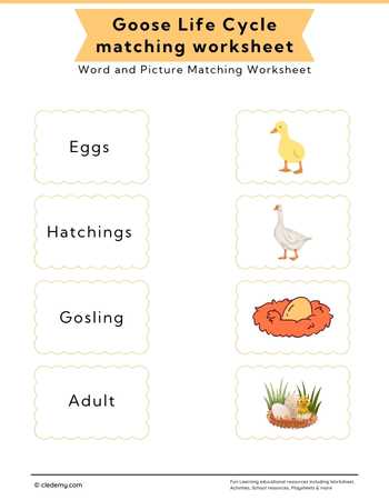 Goose Life Cycle Word and Picture Matching