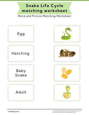 Snake Life Cycle Word and Picture Matching