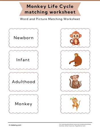 Monkey Life Cycle Word and Picture Matching