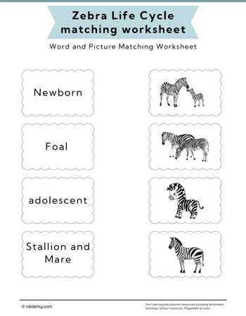 Zebra Life Cycle Word and Picture Matching