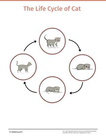 The Life Cycle of a Cat: Learn and Write
