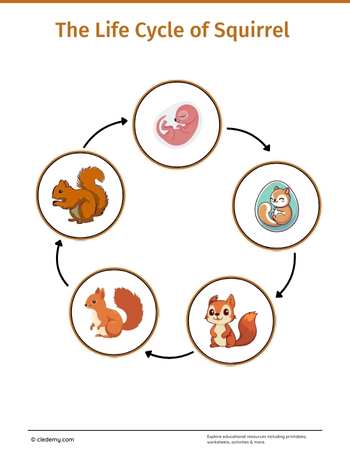 The Life Cycle of a Squirrel: Learn and Write