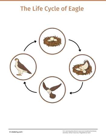 The Life Cycle of an Eagle: Learn and Write