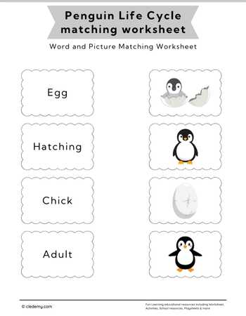 Penguin Life Cycle Word and Picture Matching