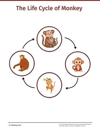The Life Cycle of a Monkey: Learn and Write