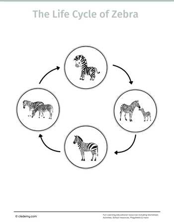 The Life Cycle of a Zebra: Learn and Write