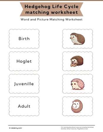 Hedgehog Life Cycle Word and Picture Matching