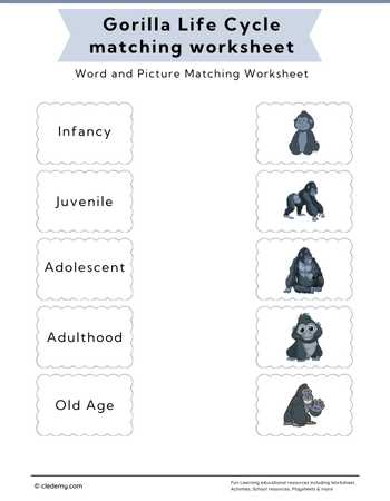 Gorilla Life Cycle Word and Picture Matching