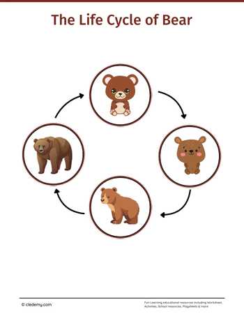 The Life Cycle of a Bear: Learn and Write