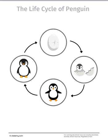The Life Cycle of a Penguin: Learn and Write