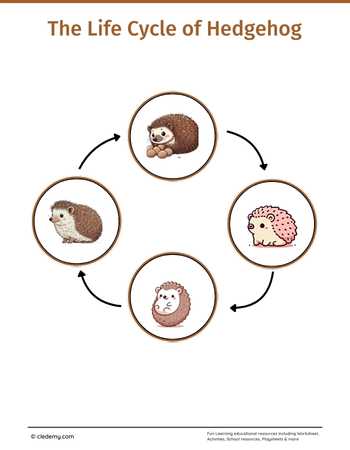 The Life Cycle of a Hedgehog: Learn and Write