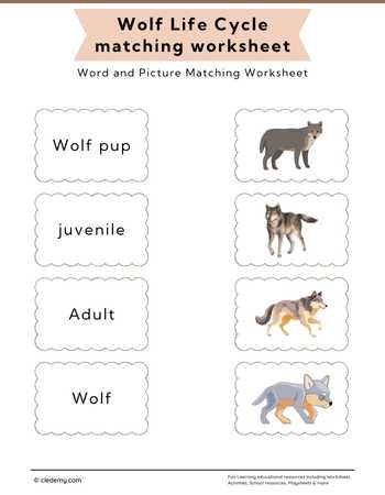 Wolf Life Cycle Word and Picture Matching