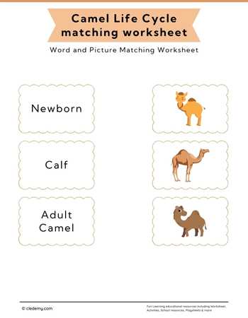 Camel Life Cycle Word and Picture Matching