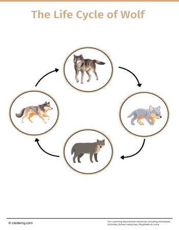 The Life Cycle of a Wolf: Learn and Write
