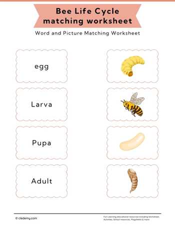Bee Life Cycle Word and Picture Matching