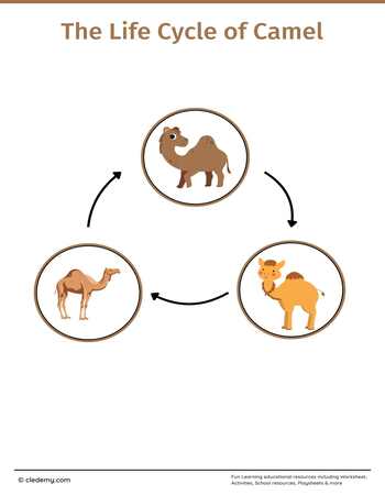 The Life Cycle of a Camel: Learn and Write