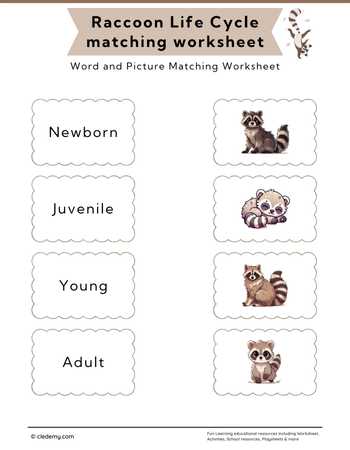 Raccoon Life Cycle Word and Picture Matching