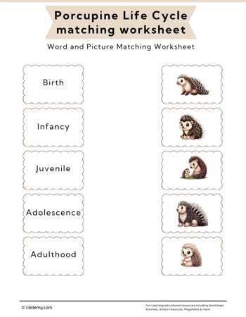 Porcupine Life Cycle Word and Picture Matching