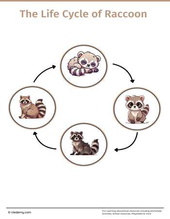 The Life Cycle of a Raccoon: Learn and Write