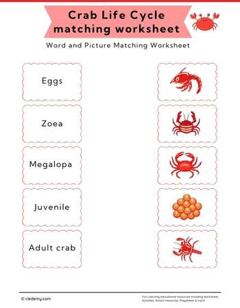 Crab Life Cycle Word and Picture Matching