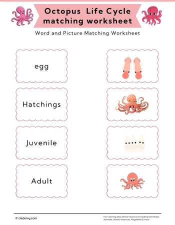 Octopus Life Cycle Word and Picture Matching