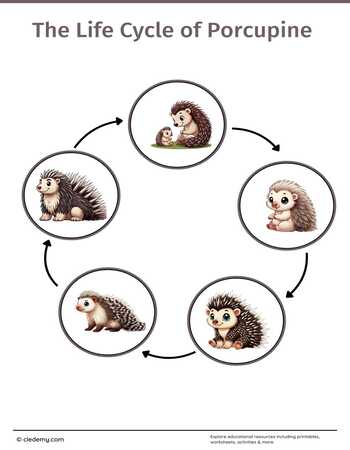 The Life Cycle of a Porcupine: Learn and Write