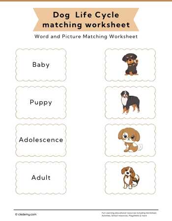 Dog Life Cycle Word and Picture Matching