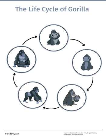 The Life Cycle of a Gorilla: Learn and Write