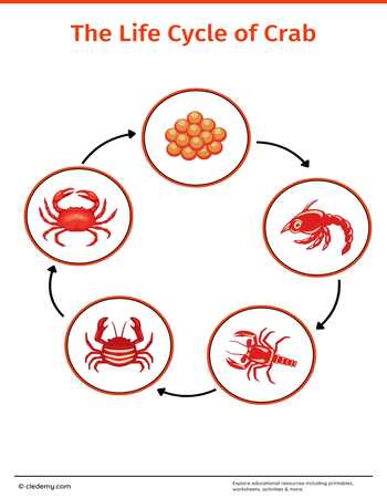 The Life Cycle of a Crab: Learn and Write