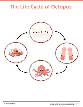 The Life Cycle of an Octopus: Learn and Write