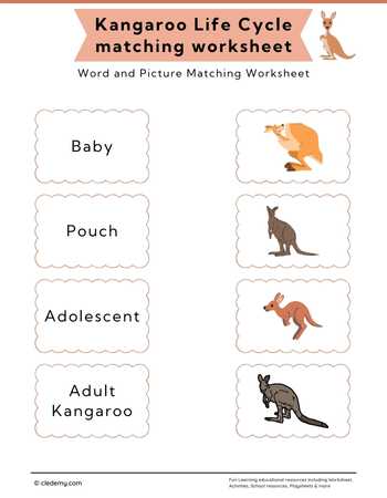 Kangaroo Life Cycle Word and Picture Matching