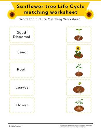 Sunflower Life Cycle Word and Picture Matching