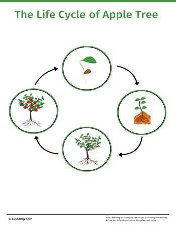 The Life Cycle of an Apple Tree: Learn and Write