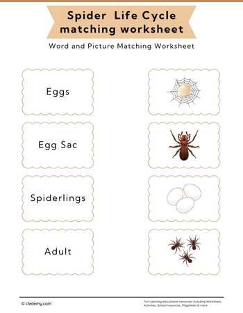 Spider Life Cycle Word and Picture Matching