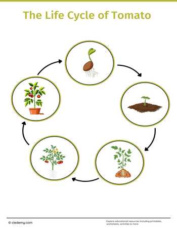 The Life Cycle of a Tomato: Learn and Write