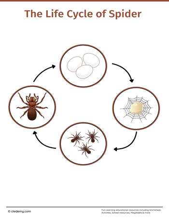 The Life Cycle of a Spider: Learn and Write