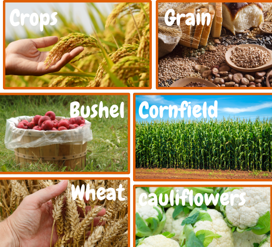 Harvest Topic Display Photos