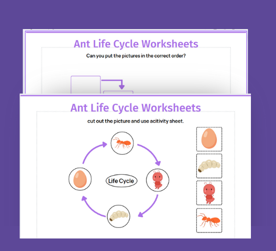 Ant Life Cycle