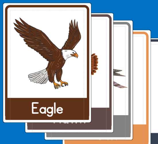 Wild Birds Flashcards