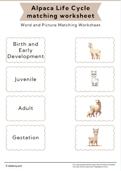 Alpaca Life Cycle Word and Picture Matching