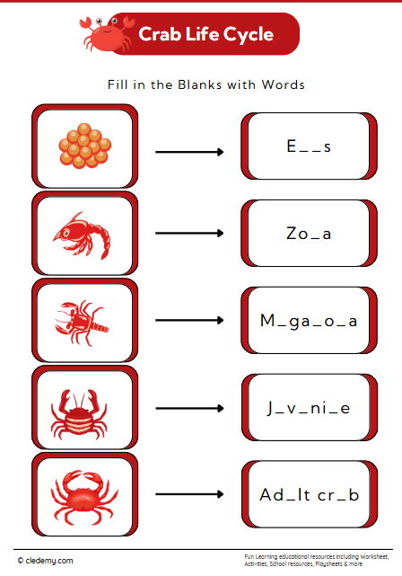 Crab Life Cycle: Fill in The Blanks