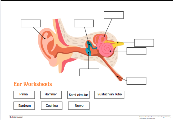 Ear Worksheets